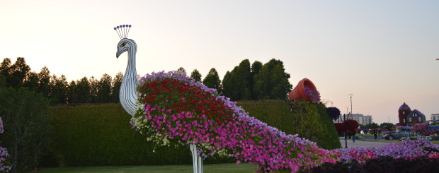 Miracle Garden, najväčšia záhrada v Dubaji